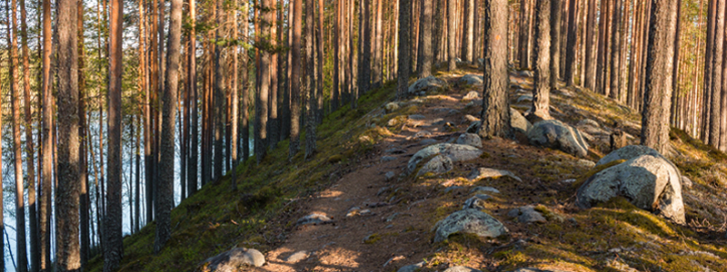 Träd som växer på en ås